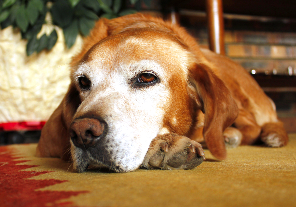 pet-hospice-care